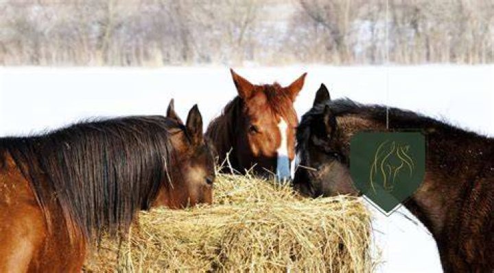 Can horses eat fertilized hay?