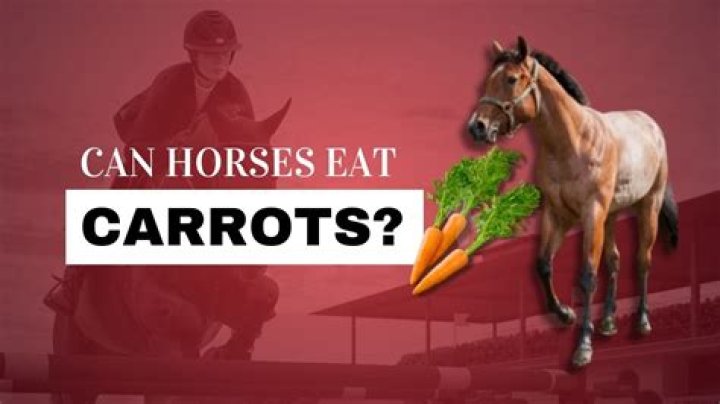 Can horses love a person?