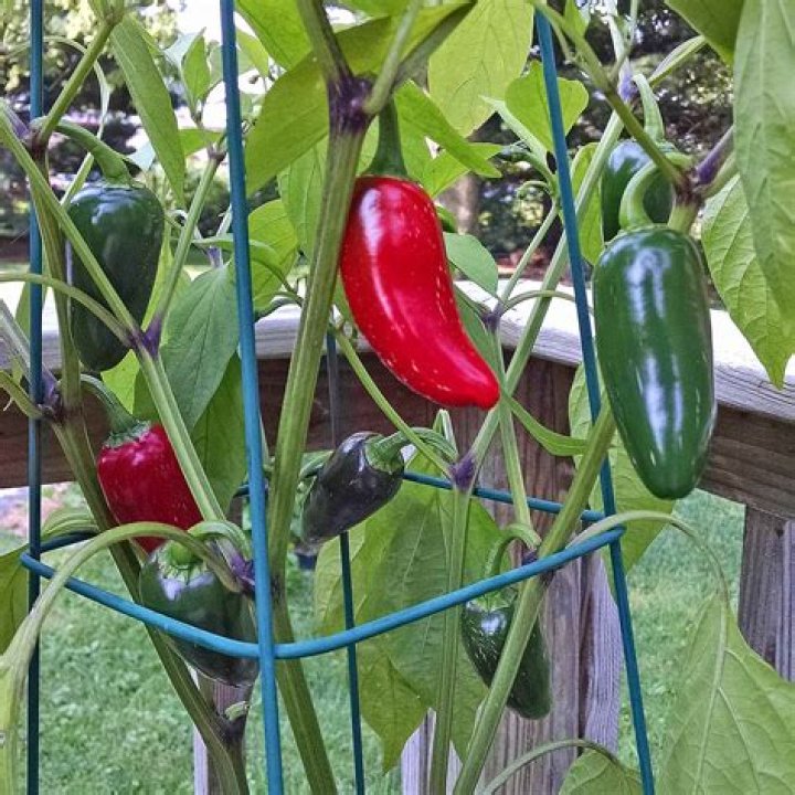 Can I add jalapenos to pickle juice?