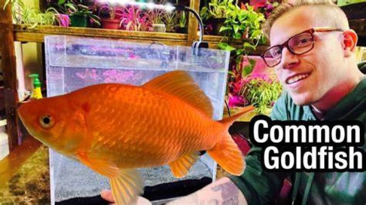 Can I eat my goldfish?
