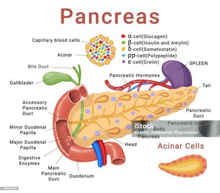 Can I get a new pancreas?
