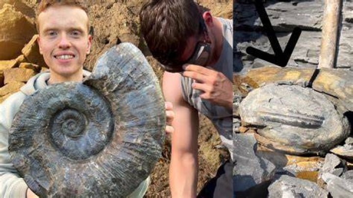 Can I keep a fossil?