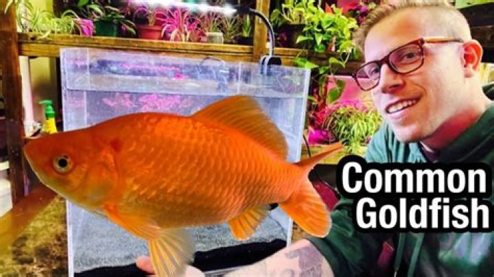 Can I put 2 goldfish in a 1 gallon tank?