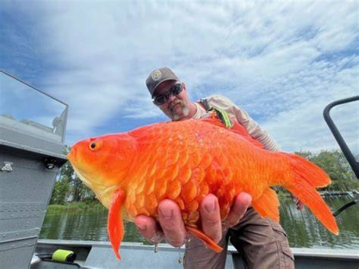 Can I release my goldfish into a lake?