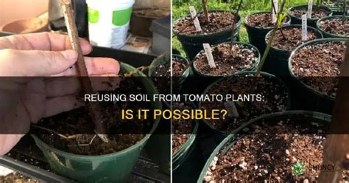 Can I reuse soil from tomato plants?