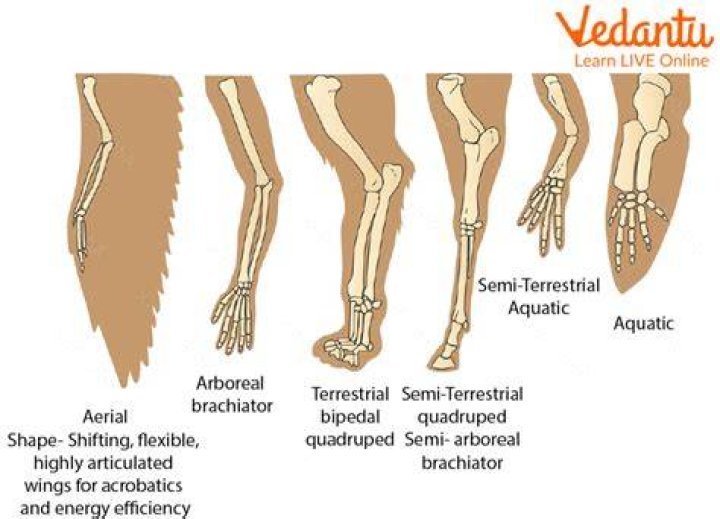 Can Logan grow back limbs?