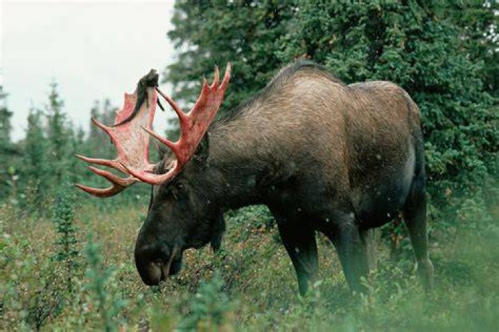 Can moose be rode?