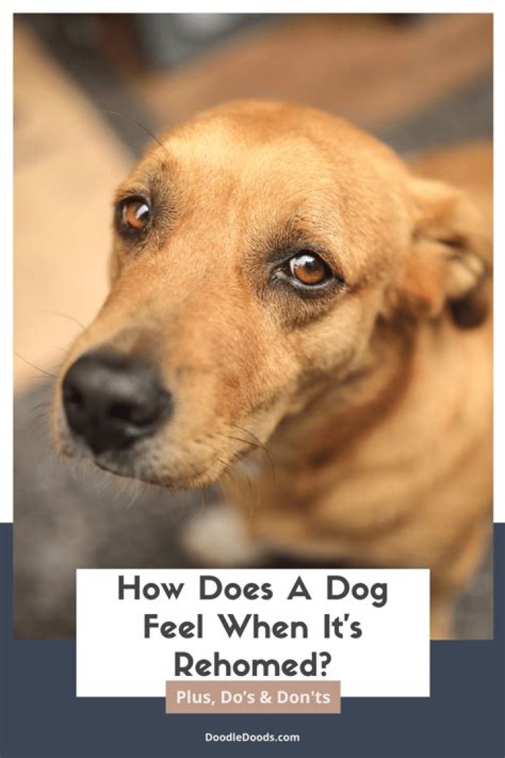 Can my dog feel my sadness?