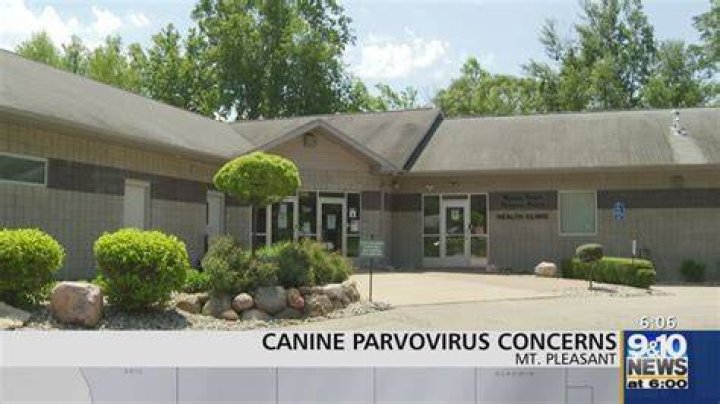 Can parvovirus live on concrete?