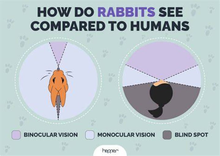 Can rabbits see themselves in a mirror?