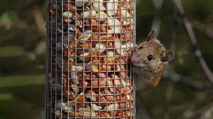 Can rats climb up a bird table?