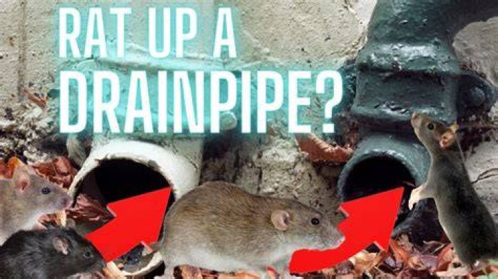 Can rats climb up drain pipes?