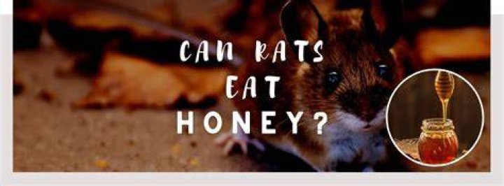 Can rats eat honey?