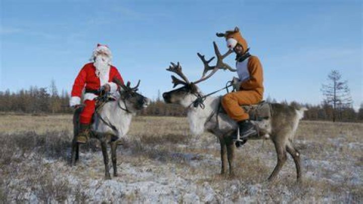 Can reindeers be trained?