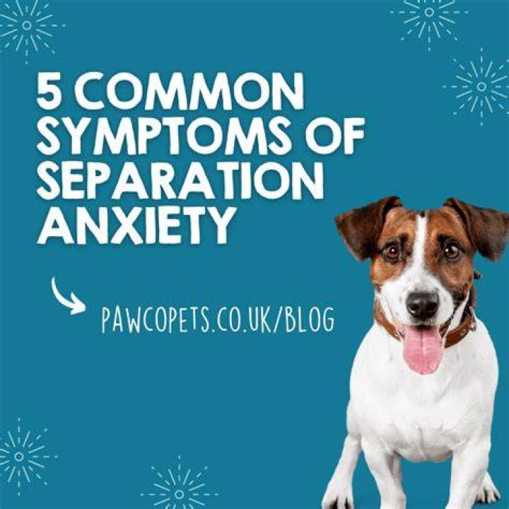 Can separation anxiety be cured?