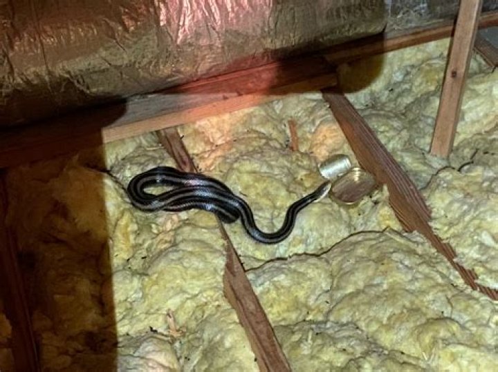 Can snakes get in your bed?