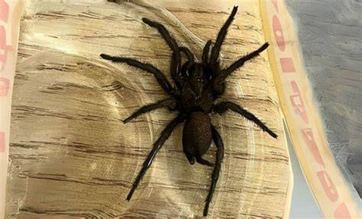 Can spiders be friendly?