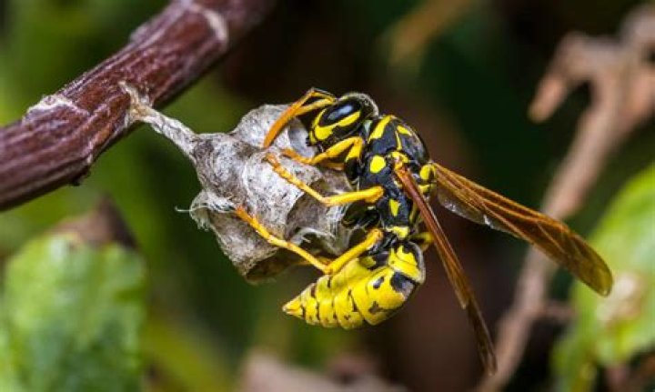 Can the Wasp go Giant?