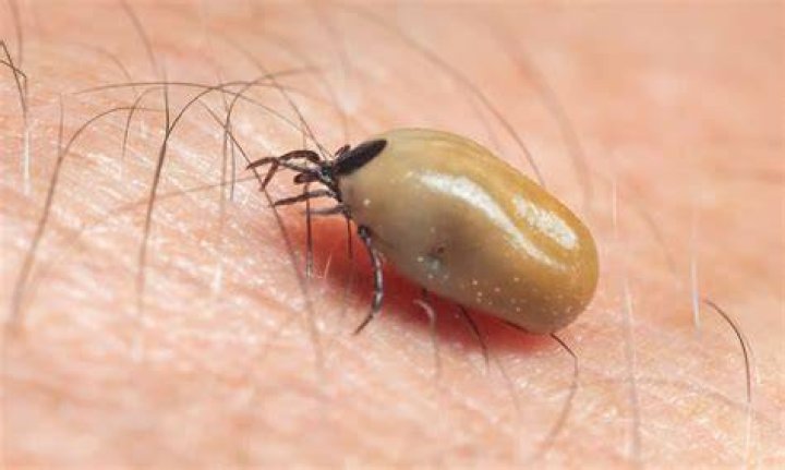 Can ticks survive the dryer?