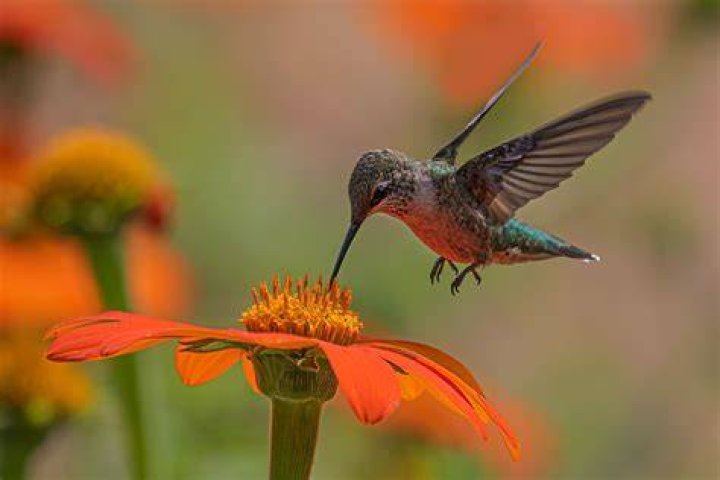 Can you befriend a hummingbird?