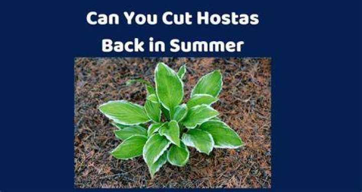 Can you cut hostas back in summer?