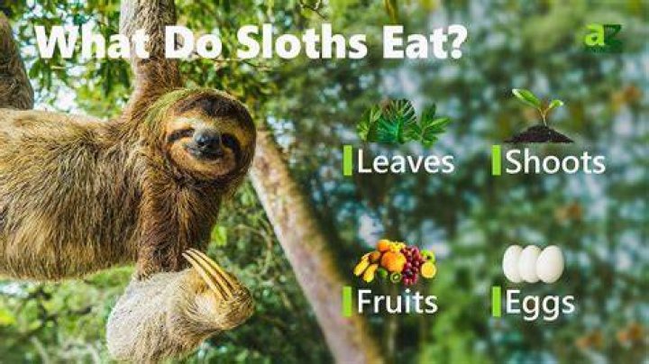Can you eat a sloth?