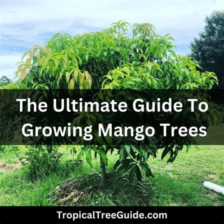 Can you eat mango straight from tree?