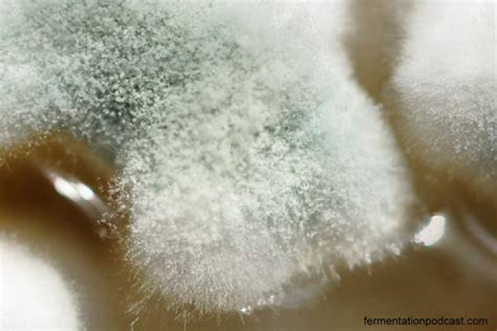 Can you eat white mold?