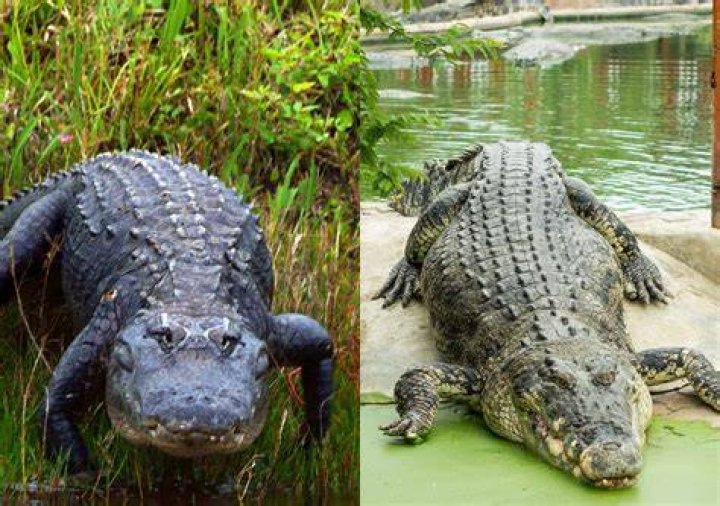 Can you fight alligators?