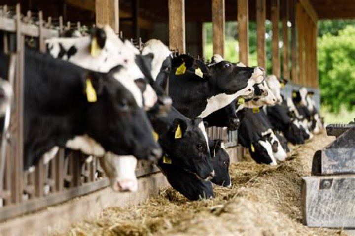 Can you get a cow drunk?