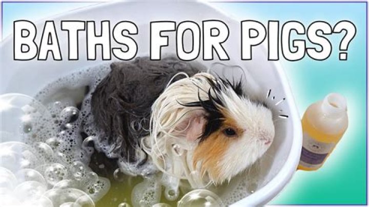 Can you give a guinea pig a bath?
