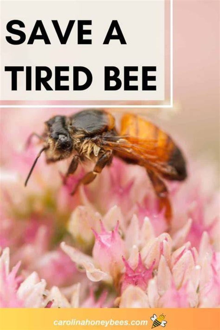 Can you give a tired bee honey?