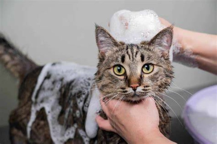 Can you have a cat at NYU?