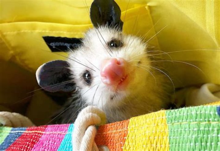 Can you have a possum as a pet?