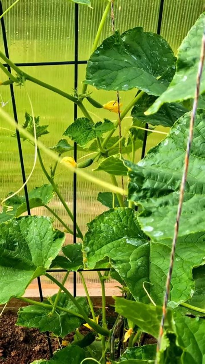 Can you live off cucumber?