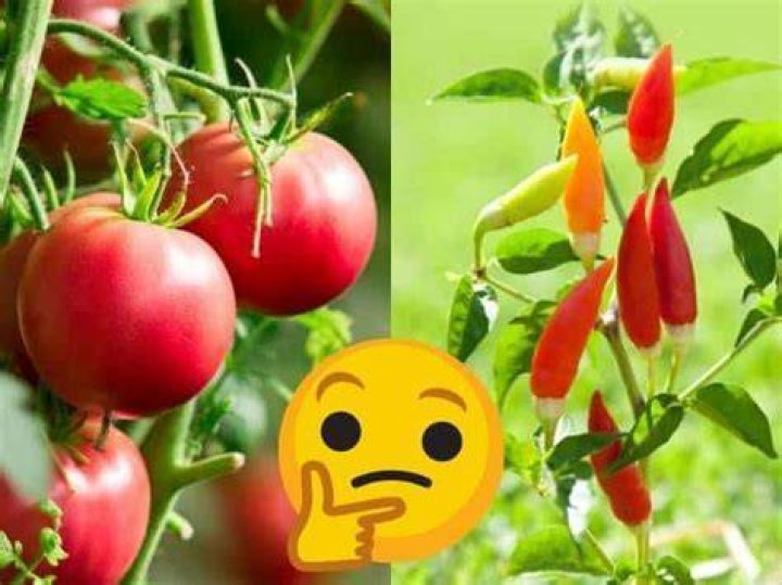 Can you plant peppers and tomatoes together?