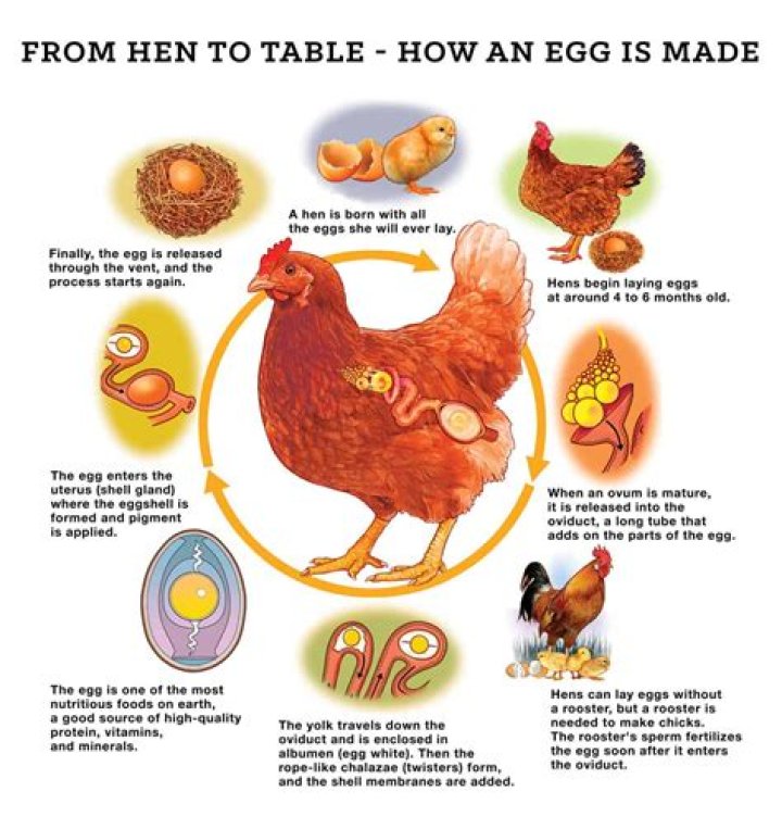 Can you see an egg in your period?