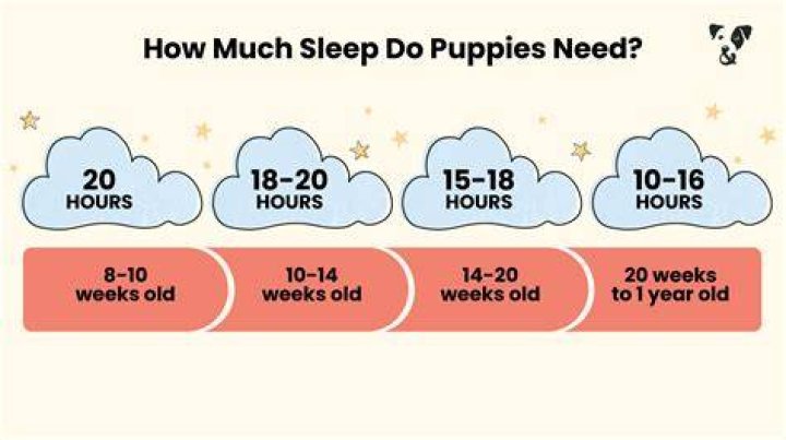 Do 8 week old puppies sleep through the night?