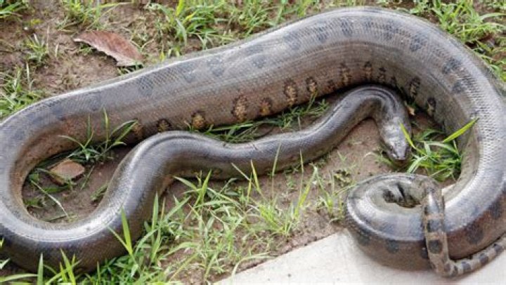 Do anacondas eat people?