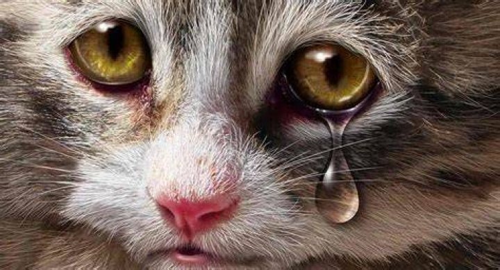 Do animals tear when they cry?