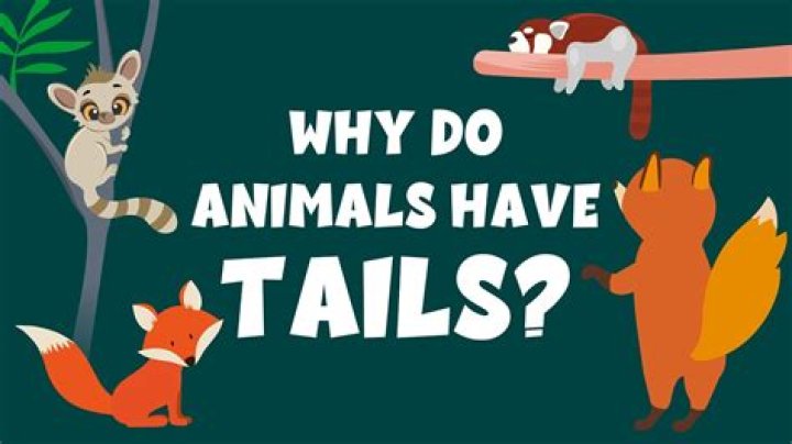 Do any animals have war?