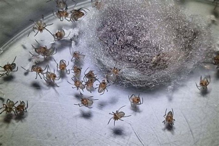Do baby spiders eat their siblings?