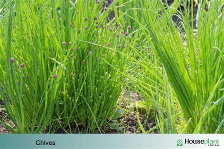 Do basil and chives grow well together?