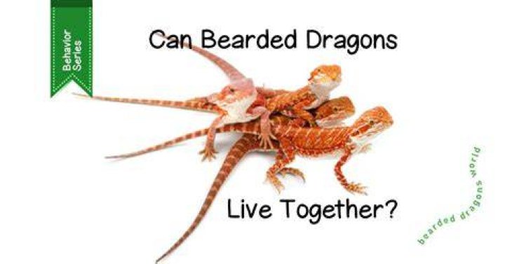 Do bearded dragons know your voice?