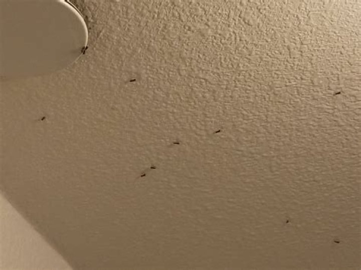 Do bed bugs fall from the ceiling?
