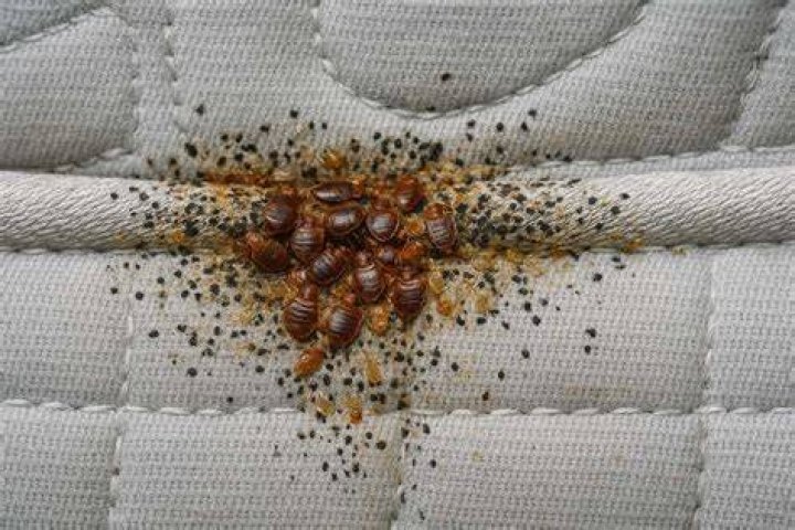 Do bed bugs make you itch?