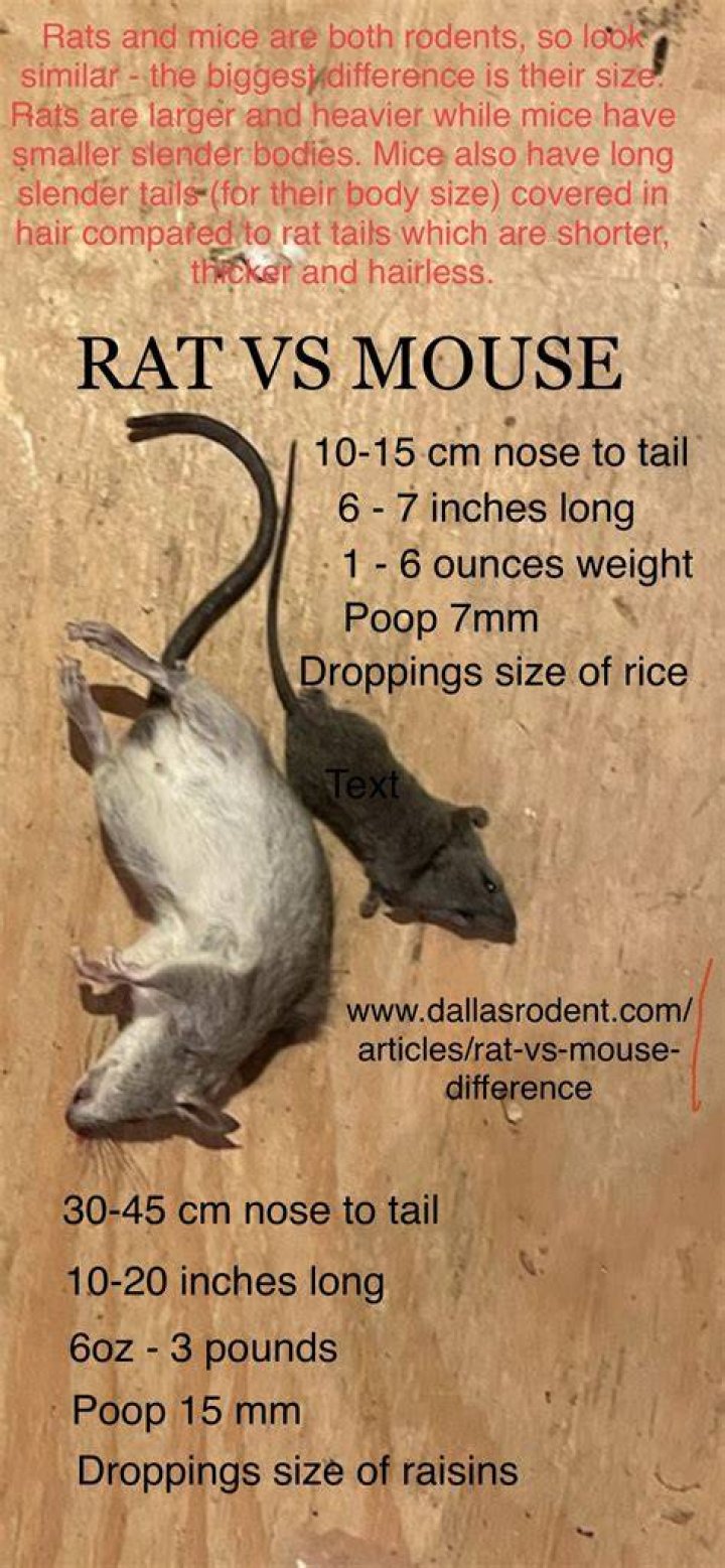 Do both sexes of rats have teats?