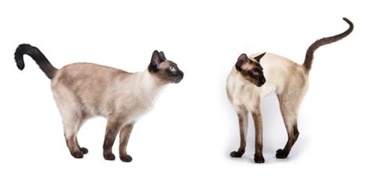 Do cats hate lemongrass?