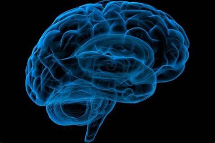 Do chickens have memory?