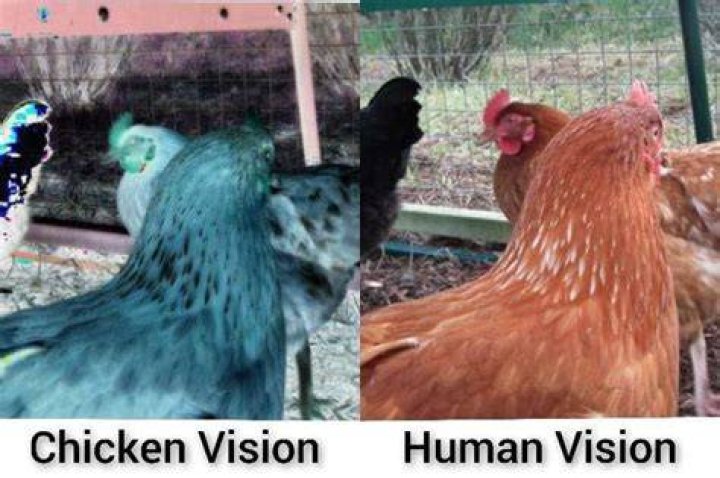 Do chickens see color?